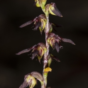 Corunastylis clivicola at Crace, ACT - suppressed