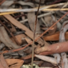 Corunastylis clivicola at Crace, ACT - suppressed