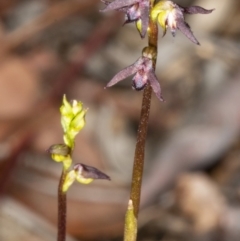 Corunastylis clivicola at Crace, ACT - suppressed