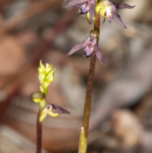 Corunastylis clivicola at Crace, ACT - suppressed