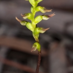 Corunastylis clivicola at Crace, ACT - suppressed