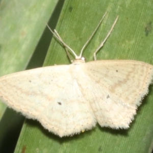 Scopula perlata at Guerilla Bay, NSW - 15 Mar 2019 07:51 PM