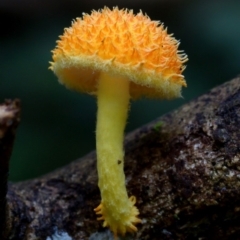 Cyptotrama asprata (Gold Tufts) at Kianga, NSW - 16 Mar 2019 by Teresa