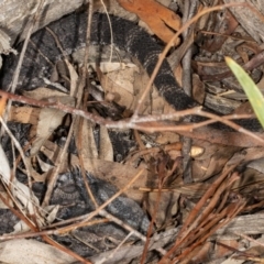 Pogona barbata (Eastern Bearded Dragon) at Crace, ACT - 17 Mar 2019 by DerekC