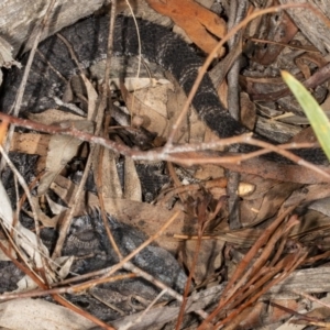 Pogona barbata at Crace, ACT - 17 Mar 2019