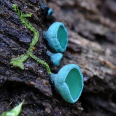 Chlorociboria aeruginascens (Green Stain Elf Cups) at Box Cutting Rainforest Walk - 16 Mar 2019 by Teresa