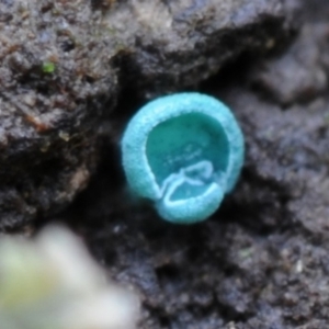 Chlorociboria species at Box Cutting Rainforest Walk - 17 Mar 2019 12:00 AM