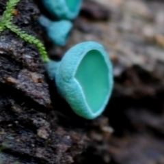 Chlorociboria species at Box Cutting Rainforest Walk - 17 Mar 2019 12:00 AM