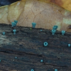 Chlorociboria species at Box Cutting Rainforest Walk - 17 Mar 2019 12:00 AM