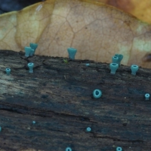 Chlorociboria species at Box Cutting Rainforest Walk - 17 Mar 2019 12:00 AM