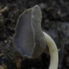 Helvella chinensis (Stalked Hairy Cup) at Bodalla State Forest - 15 Jan 2019 by Teresa