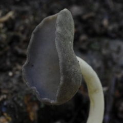 Helvella chinensis (Stalked Hairy Cup) at Box Cutting Rainforest Walk - 15 Jan 2019 by Teresa