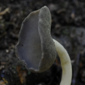 Helvella chinensis at suppressed - suppressed