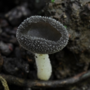 Helvella chinensis at suppressed - 16 Jan 2019