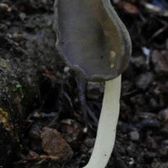 Helvella chinensis at suppressed - suppressed