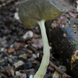 Helvella chinensis at suppressed - suppressed