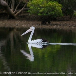 Pelecanus conspicillatus at Garrads Reserve Narrawallee - 15 Mar 2019