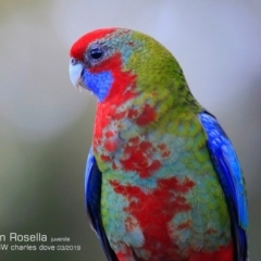 Platycercus elegans (Crimson Rosella) at Mollymook, NSW - 15 Mar 2019 by Charles Dove