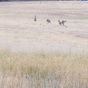 Macropus giganteus at Macgregor, ACT - 14 Mar 2019 05:00 PM