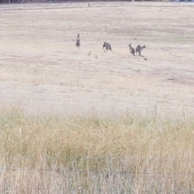 Macropus giganteus (Eastern Grey Kangaroo) at Macgregor, ACT - 14 Mar 2019 by rivtir@gmail.com