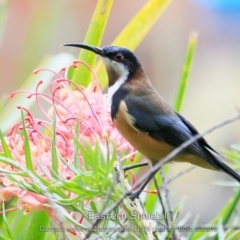 Acanthorhynchus tenuirostris (Eastern Spinebill) at Narrawallee, NSW - 15 Mar 2019 by CharlesDove