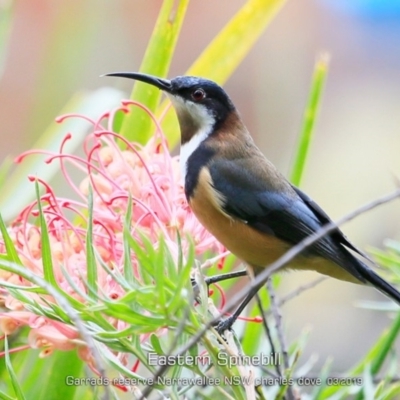 Acanthorhynchus tenuirostris (Eastern Spinebill) at Narrawallee, NSW - 15 Mar 2019 by CharlesDove