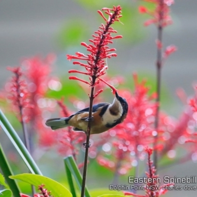 Acanthorhynchus tenuirostris (Eastern Spinebill) at Wairo Beach and Dolphin Point - 15 Mar 2019 by Charles Dove