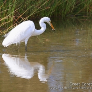 Ardea alba at Burrill Lake, NSW - 16 Mar 2019 12:00 AM