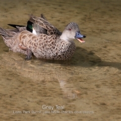 Anas gracilis (Grey Teal) at Burrill Lake, NSW - 16 Mar 2019 by CharlesDove