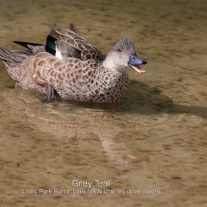 Anas gracilis at Burrill Lake, NSW - 16 Mar 2019 12:00 AM