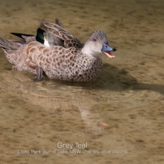 Anas gracilis (Grey Teal) at Wairo Beach and Dolphin Point - 15 Mar 2019 by Charles Dove