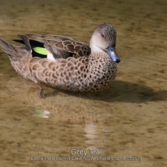 Anas gracilis at Burrill Lake, NSW - 16 Mar 2019 12:00 AM