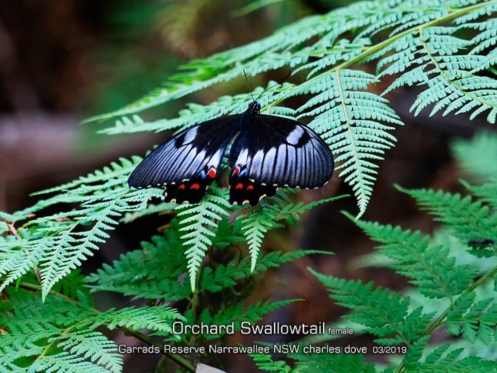 Papilio aegeus at Narrawallee, NSW - 15 Mar 2019