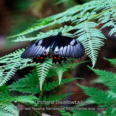 Papilio aegeus (Orchard Swallowtail, Large Citrus Butterfly) at Garrads Reserve Narrawallee - 14 Mar 2019 by Charles Dove