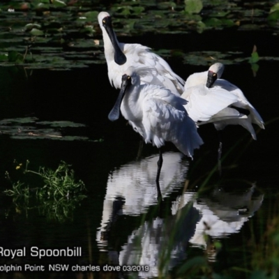 Platalea regia (Royal Spoonbill) at Wairo Beach and Dolphin Point - 15 Mar 2019 by Charles Dove