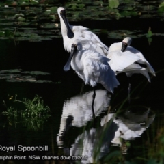 Platalea regia (Royal Spoonbill) at Burrill Lake, NSW - 15 Mar 2019 by Charles Dove