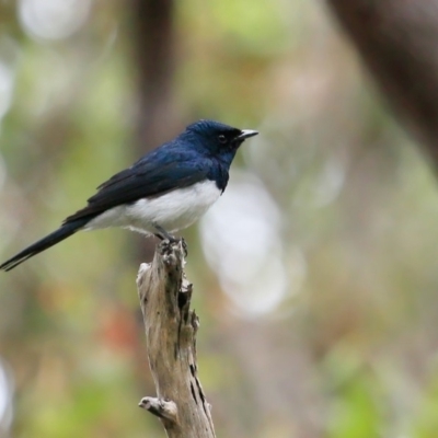 Myiagra cyanoleuca (Satin Flycatcher) at Ulladulla, NSW - 13 Mar 2019 by Charles Dove