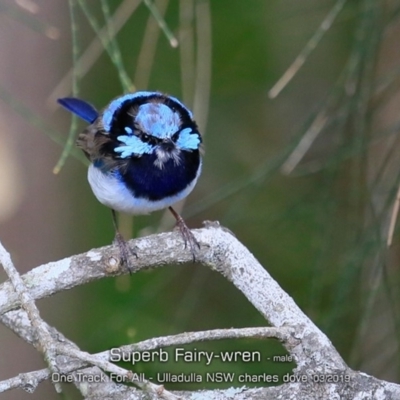 Malurus cyaneus (Superb Fairywren) at Ulladulla Reserves Bushcare - 13 Mar 2019 by CharlesDove