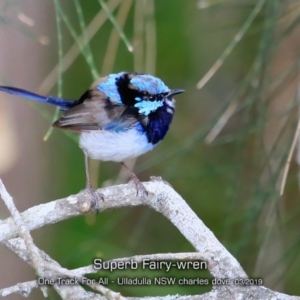 Malurus cyaneus at Ulladulla, NSW - 14 Mar 2019 12:00 AM