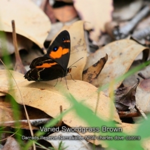 Tisiphone abeona at Garrads Reserve Narrawallee - 15 Mar 2019