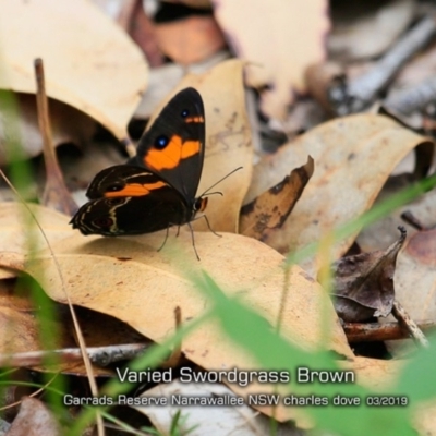 Tisiphone abeona (Varied Sword-grass Brown) at Narrawallee Foreshore and Reserves Bushcare Group - 14 Mar 2019 by Charles Dove