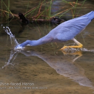 Egretta novaehollandiae at Burrill Lake, NSW - 16 Mar 2019 12:00 AM