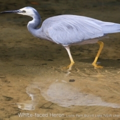 Egretta novaehollandiae at Burrill Lake, NSW - 16 Mar 2019