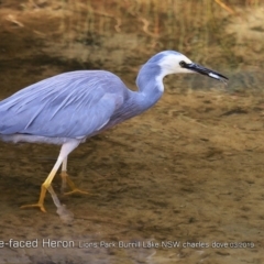 Egretta novaehollandiae at Burrill Lake, NSW - 16 Mar 2019 12:00 AM