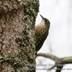 Cormobates leucophaea (White-throated Treecreeper) at Garrad Reserve Walking Track - 15 Mar 2019 by CharlesDove