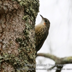 Cormobates leucophaea (White-throated Treecreeper) at Narrawallee, NSW - 15 Mar 2019 by CharlesDove