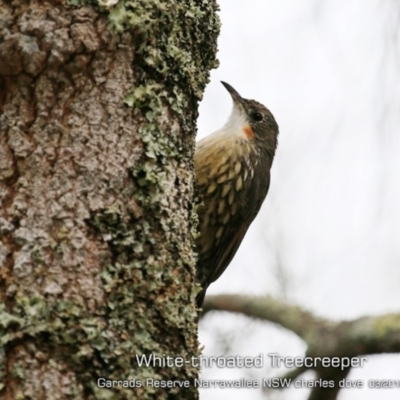 Cormobates leucophaea (White-throated Treecreeper) at Garrad Reserve Walking Track - 15 Mar 2019 by CharlesDove