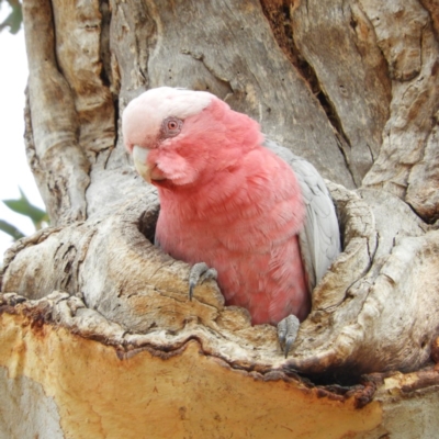 Eolophus roseicapilla (Galah) at Kambah, ACT - 17 Mar 2019 by MatthewFrawley