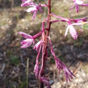 Dipodium punctatum at Yarralumla, ACT - 2 Jan 2019