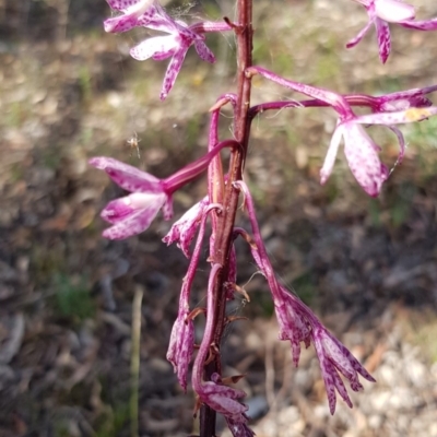 Dipodium punctatum (Blotched Hyacinth Orchid) at Yarralumla, ACT - 1 Jan 2019 by jpittock